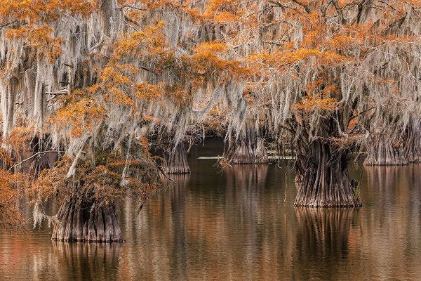 Jones, Adam 아티스트의 Bald Cypress tree draped in Spanish moss with fall colors Caddo Lake State Park-Uncertain-Texas작품입니다.